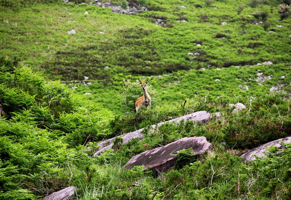 A doe deer in green grass at the Gap of Dunloe, Ireland (Unsplash/Alexandra Borovova)